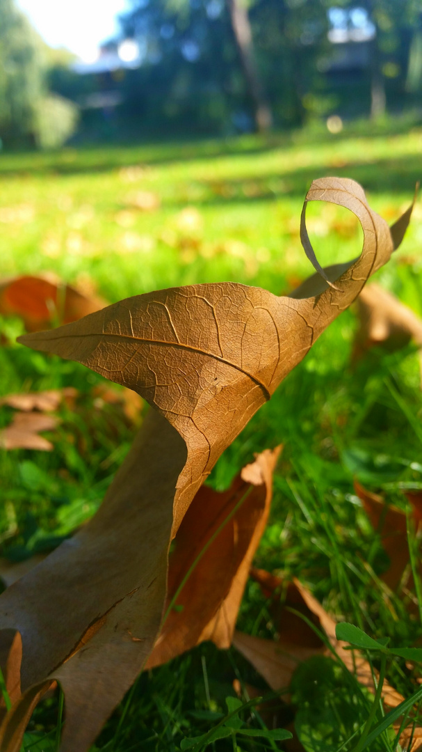 Rust Leaf  in Autumn Breeze