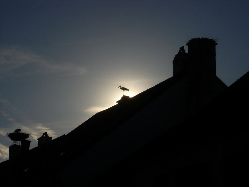 Ruster Störche in der Abendsonne