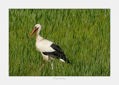 Ruster Storch