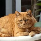 ... rustic red cat