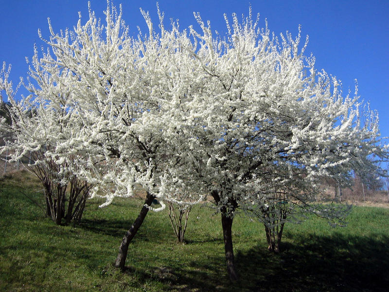 rusticani in fiore a Vaierana (BO)