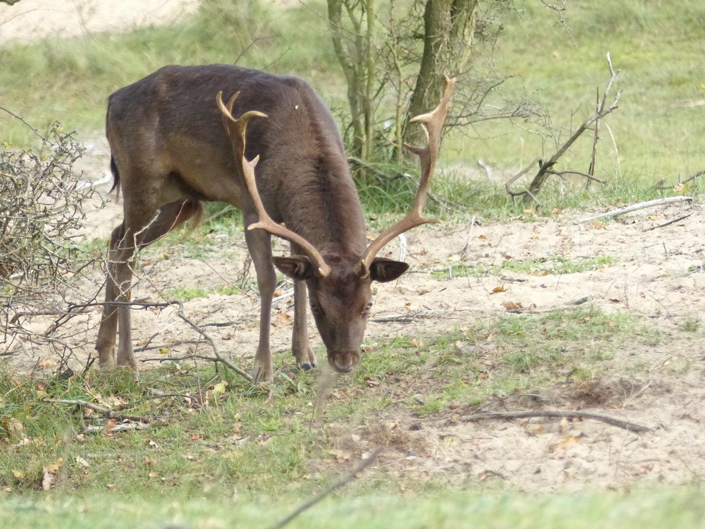 Rustig grazend in de duinen