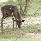 Rustig grazend in de duinen