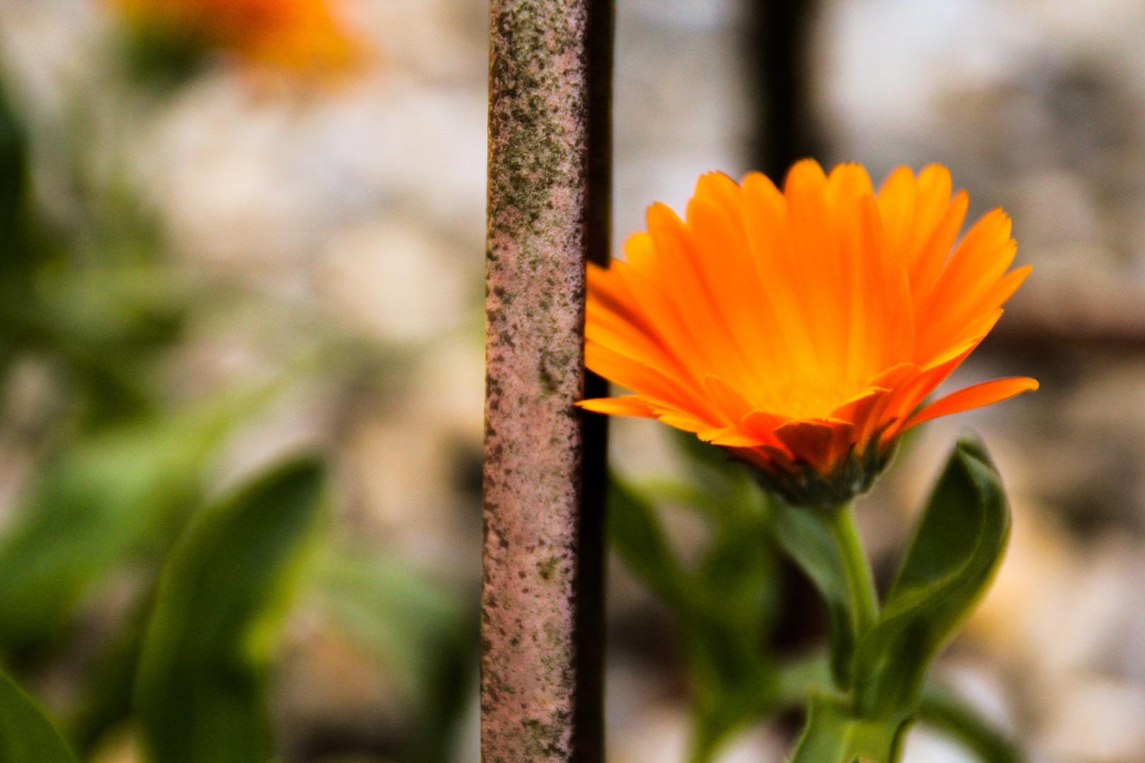 Rustikale Rotorange Ringelblume