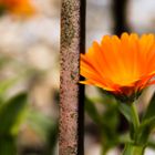 Rustikale Rotorange Ringelblume