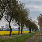 rustikaler Feldweg