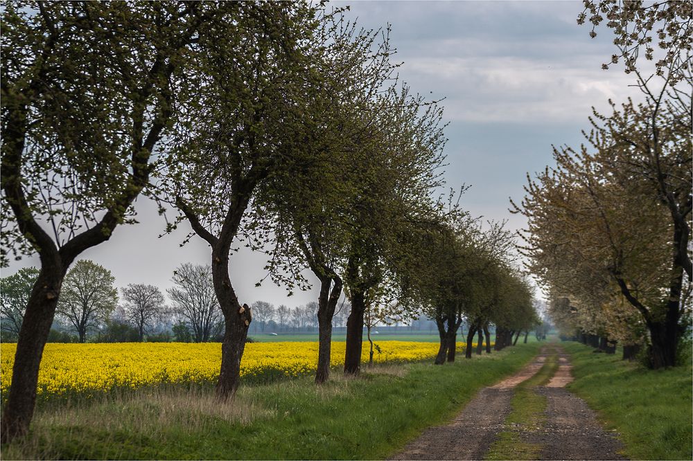 rustikaler Feldweg