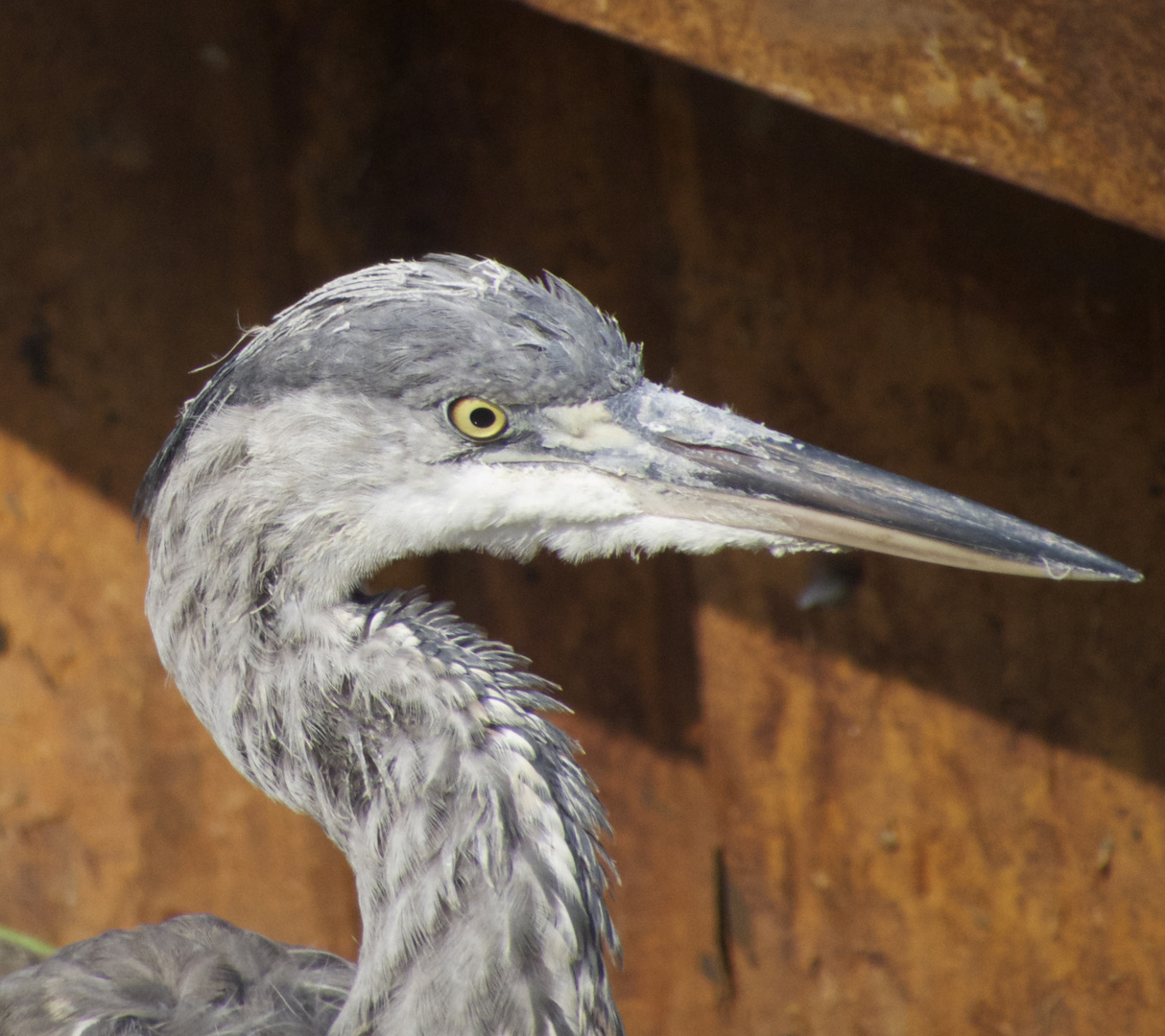 Rusting Heron