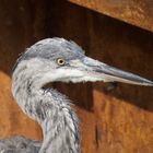 Rusting Heron