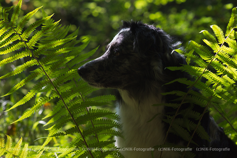 Rustling in the bushes