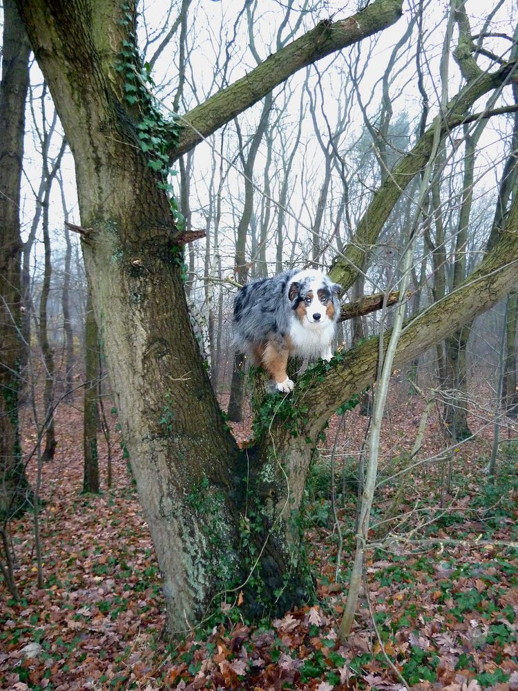 Rusty auf dem Baum