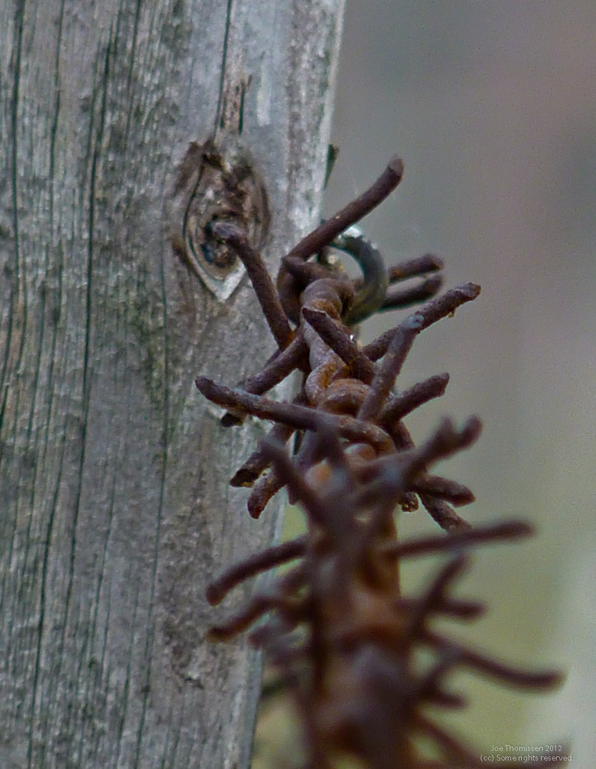 Rusty Barb Wire