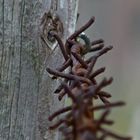 Rusty Barb Wire