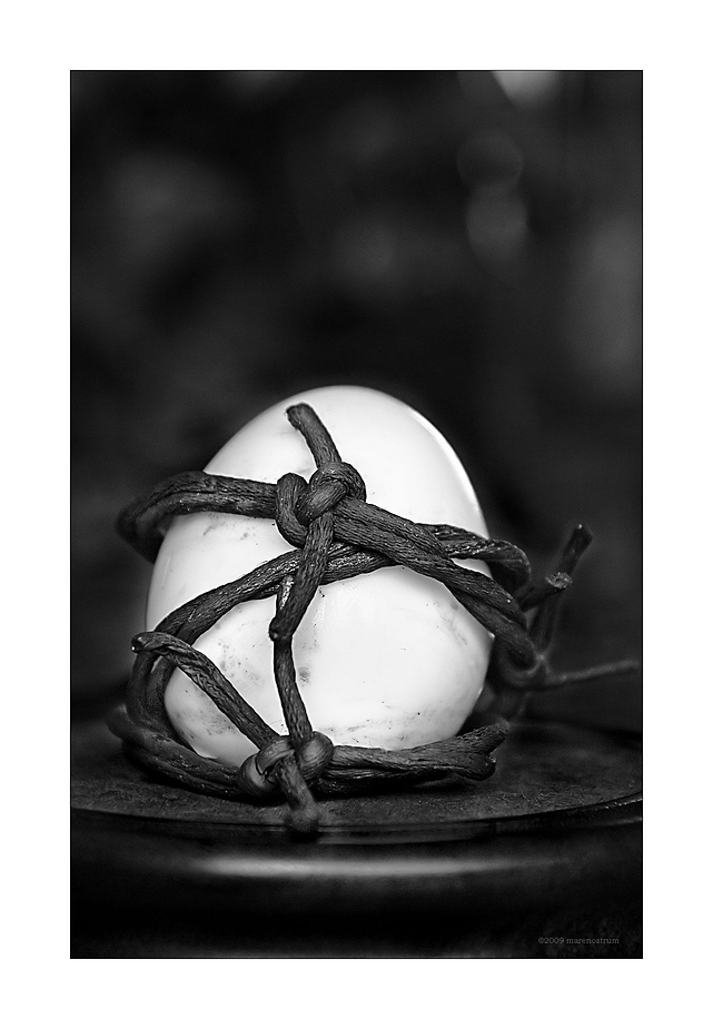 rusty barbed wire and egg
