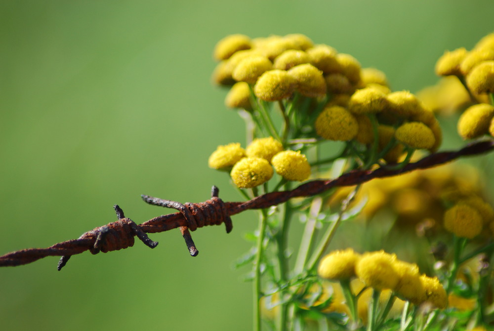 Rusty barbwire fence