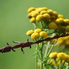 Rusty barbwire fence