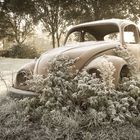 Rusty Beetle