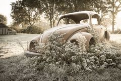 Rusty Beetle