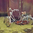 rusty bike