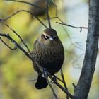 rusty blackbird 