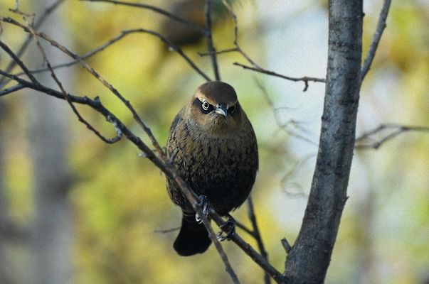 rusty blackbird