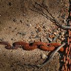 rusty chains