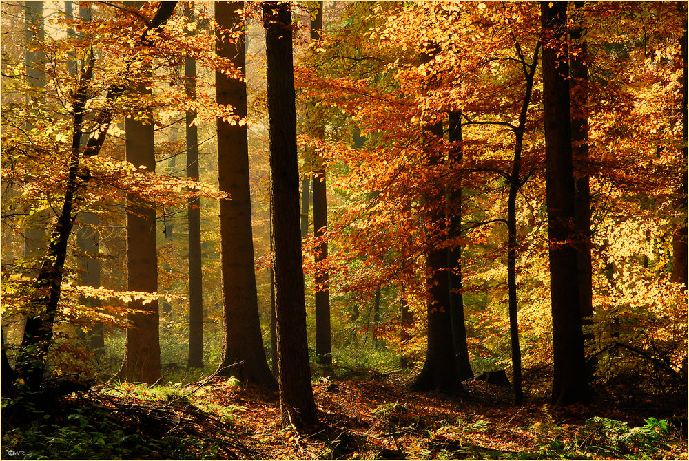 Rusty colours in autumn