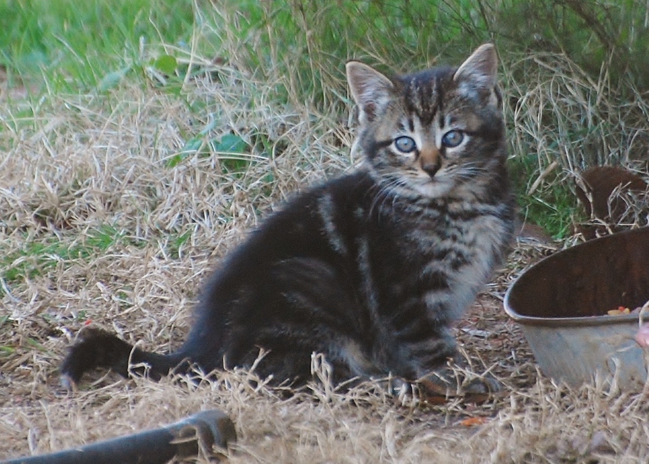 Rusty had some more kittens