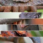 rusty impressions 2