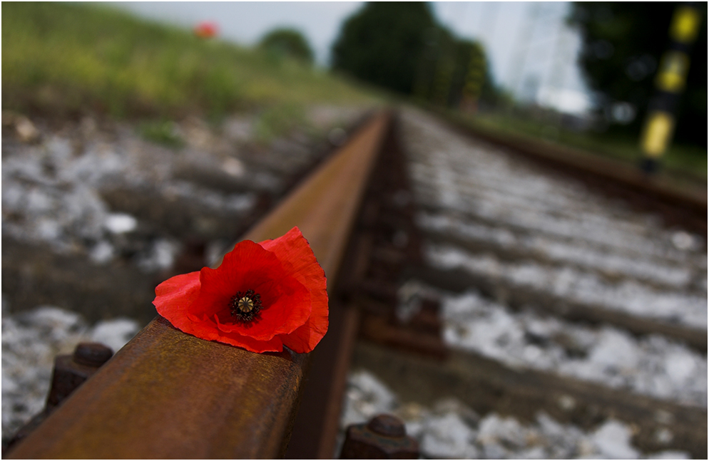 rusty-poppy