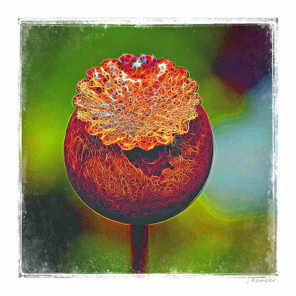 - rusty poppy seed pod -