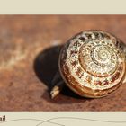 Rusty Snail