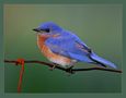 Rusty the Bluebird... (reload) by Michel Lamarche