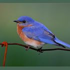 Rusty the Bluebird... (reload)