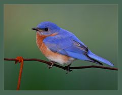 Rusty the Bluebird... (reload)