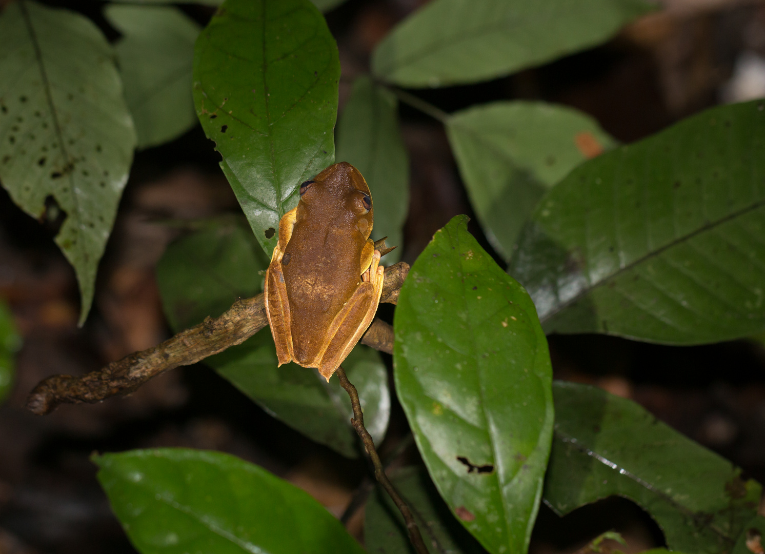 Rusty tree frog