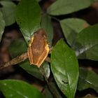 Rusty tree frog