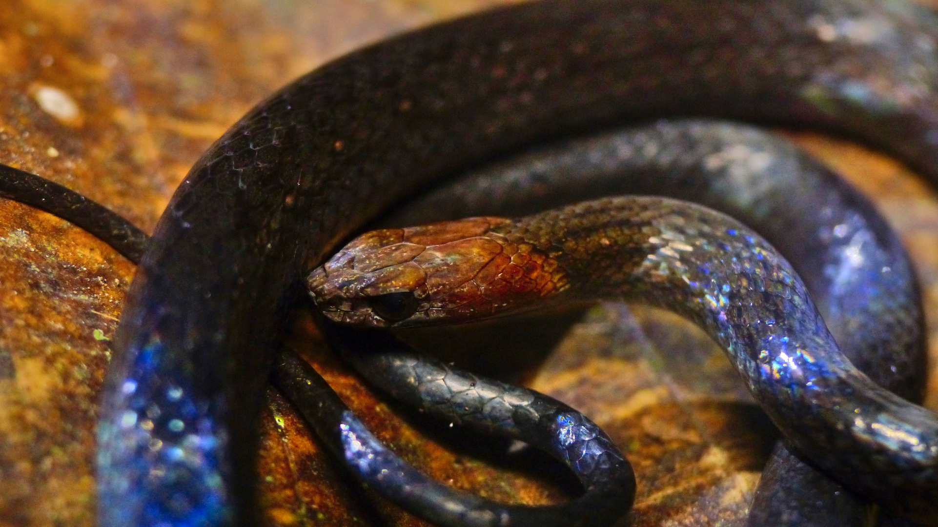 Rustyhead snake (Amastridium veliferum)