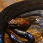 Rustyhead snake (Amastridium veliferum)