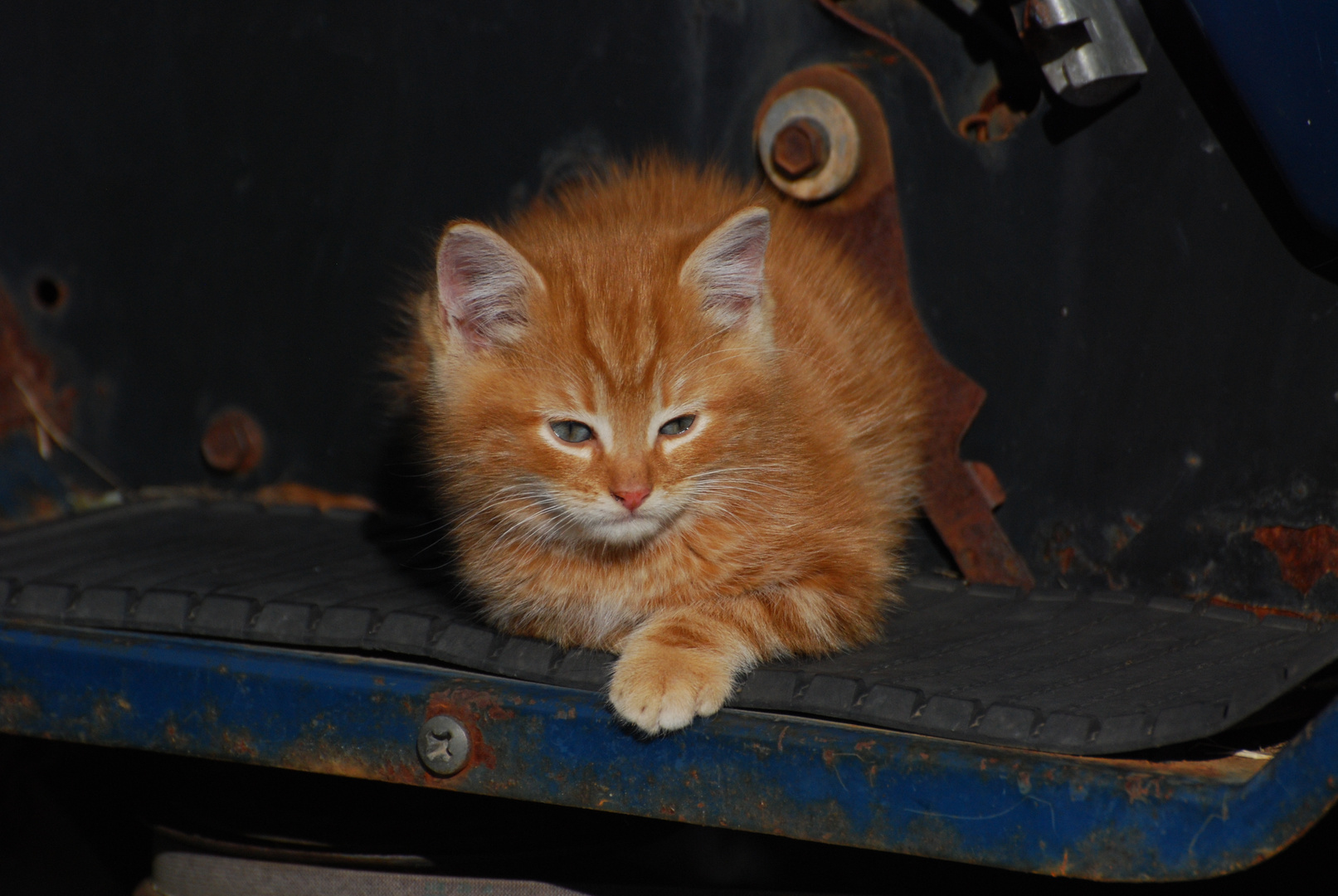 Rusty's kitten