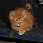 Rusty's kitten