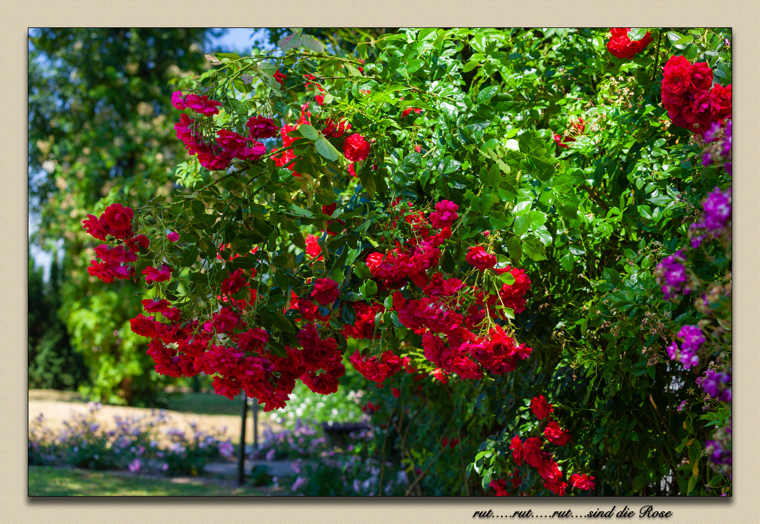 Rut Rut Sind Die Rose Foto Bild Deutschland Europe Nordrhein Westfalen Bilder Auf Fotocommunity