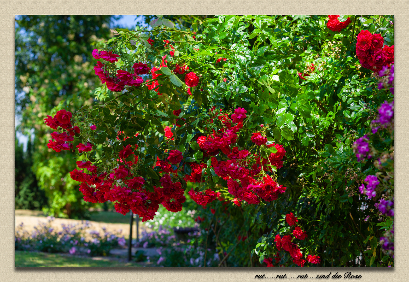 rut rut sind die Rose 