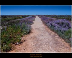 Ruta de los Brezos