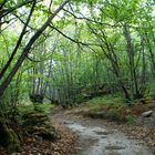 ruta de los castaños