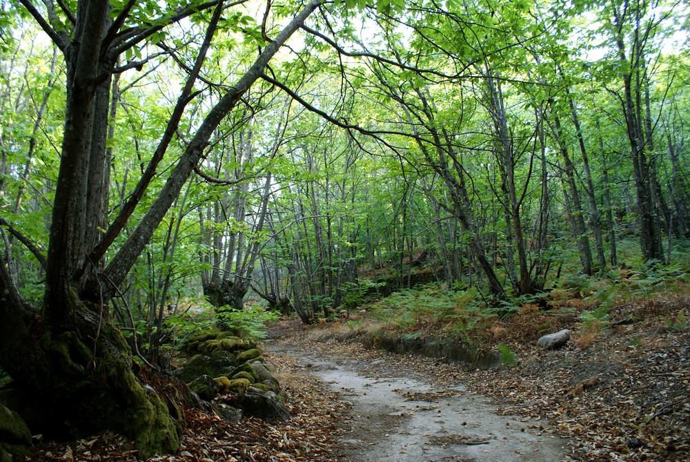 ruta de los castaños