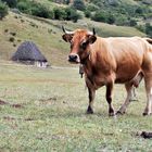 Ruta de los Lagos (Asturias)