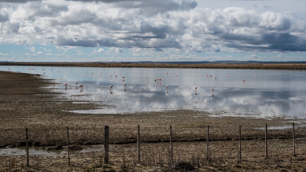 Ruta del Fin del Mundo - Flamingos