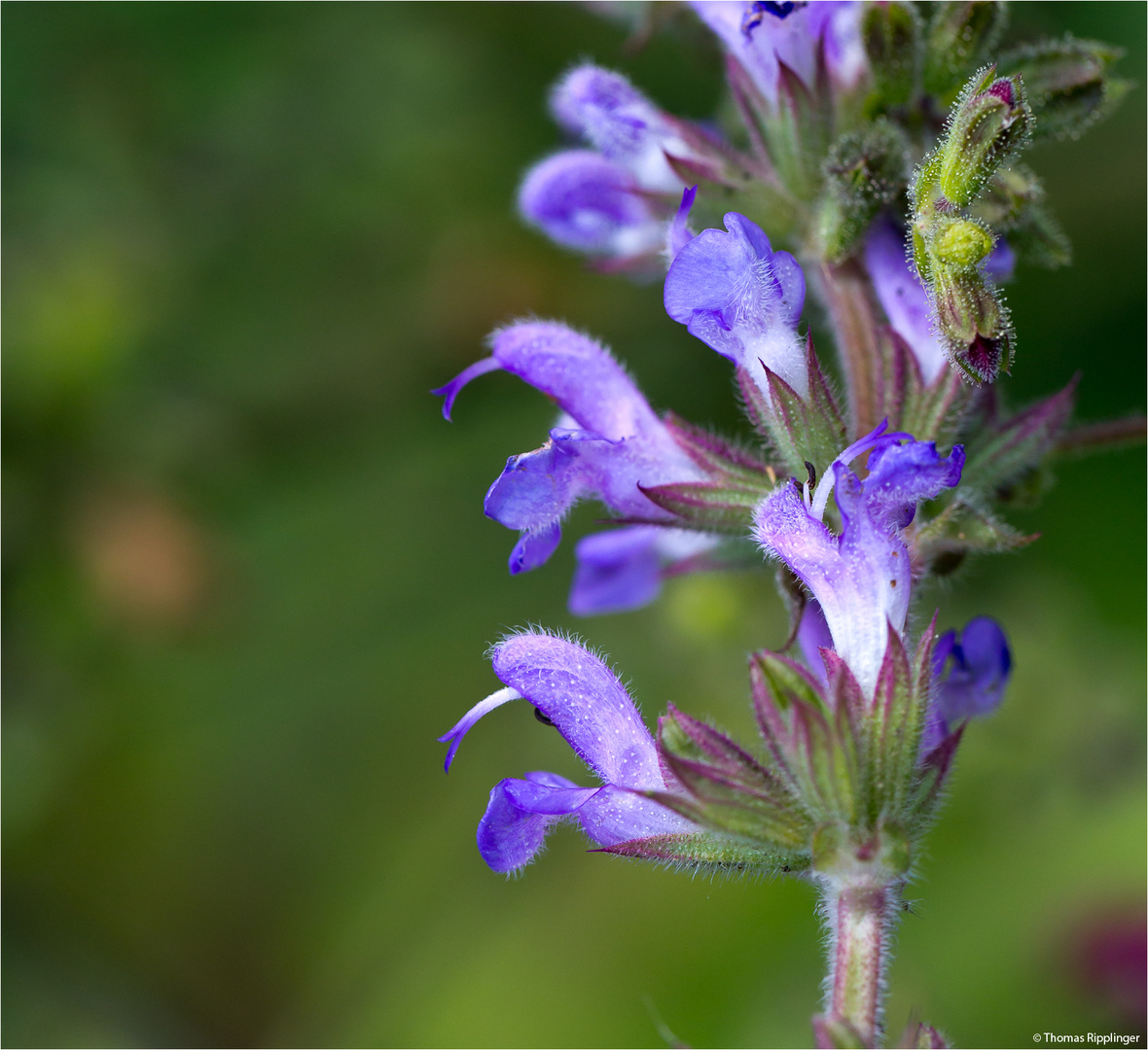 Ruten Salbei (Salvia virgata) Foto & Bild pflanzen, pilze & flechten