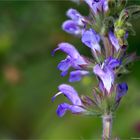 Ruten Salbei (Salvia virgata)